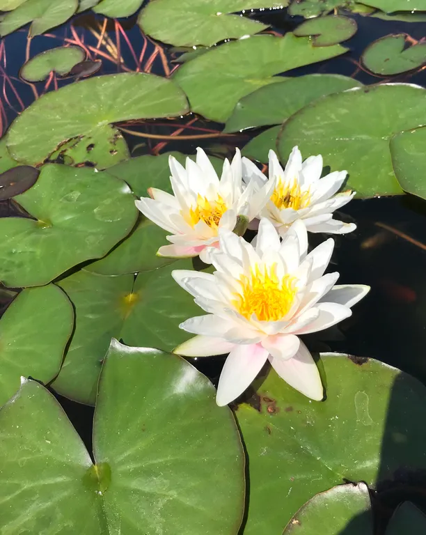 Небольшой уютный домик у пруда