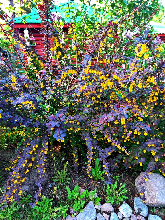 Коттедж Уютный гостевой дом — Светогорск