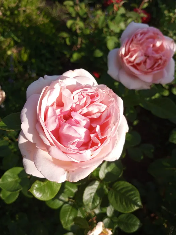 Уютная дача посуточно для семейного отдыха, ночлега