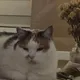 Никита