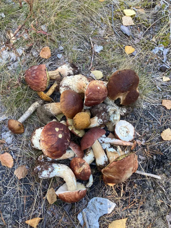 Коттедж Дом в окружении леса и скал — Мережнаволок