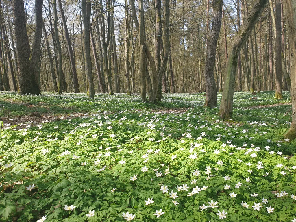 Квартира Квартира Евродвушка в курортной части Светлогорск-2 — Светлогорск