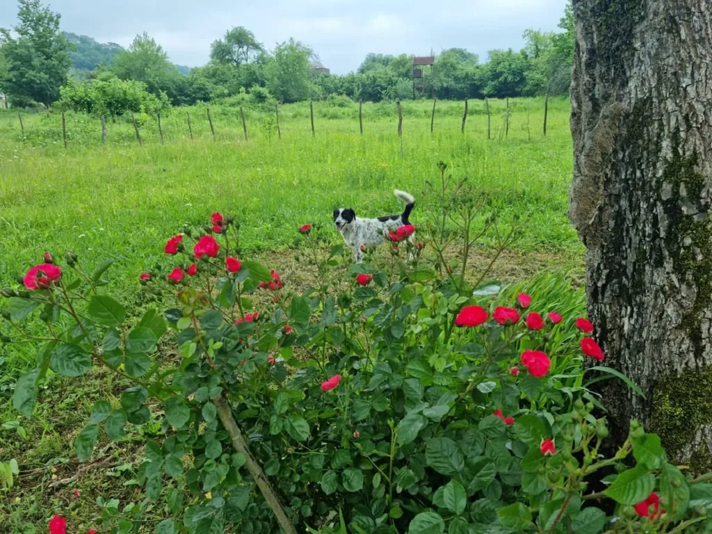Дом для спокойного отдыха