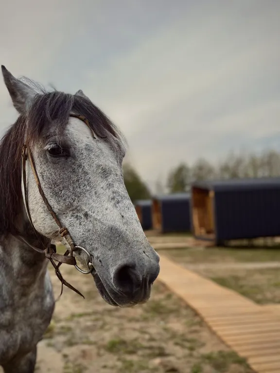 Глэмпинг на берегу водохранилища