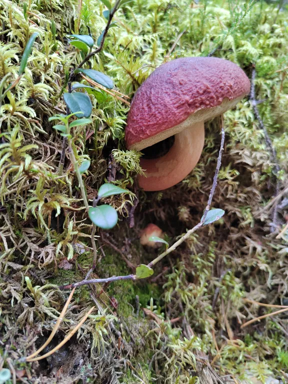 Дом на горе с камином и сауной