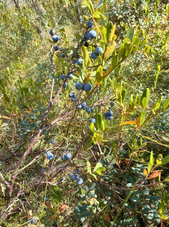 Дом у озера Волоцкое