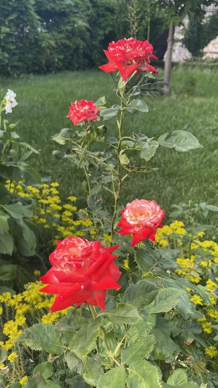 Мансарда с панорамным видом