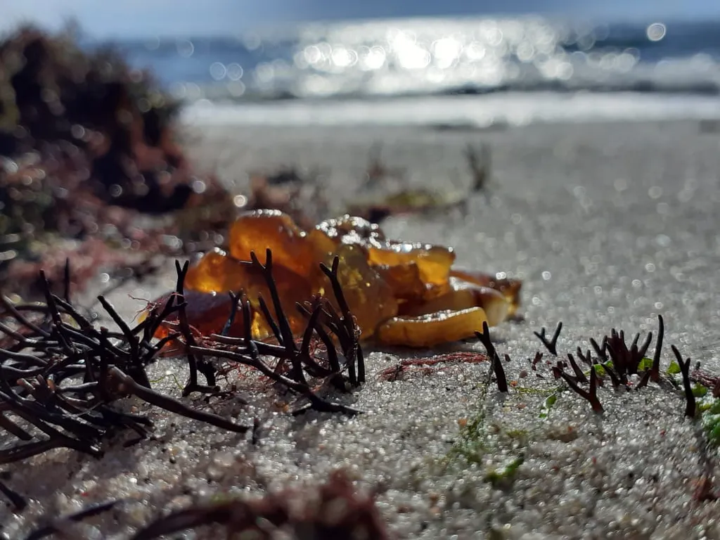 Квартира Уютная квартира рядом с храмом Серафима Саровского — Светлогорск