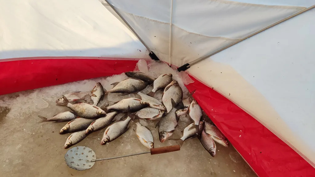 Коттедж Уютный домик на озере Волго на Селигере в сосновом бору — Турбаза Чайка