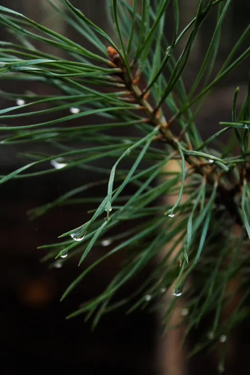 Коттедж Вилла Kolme с видом на лес и зоной барбекю — Приозерск