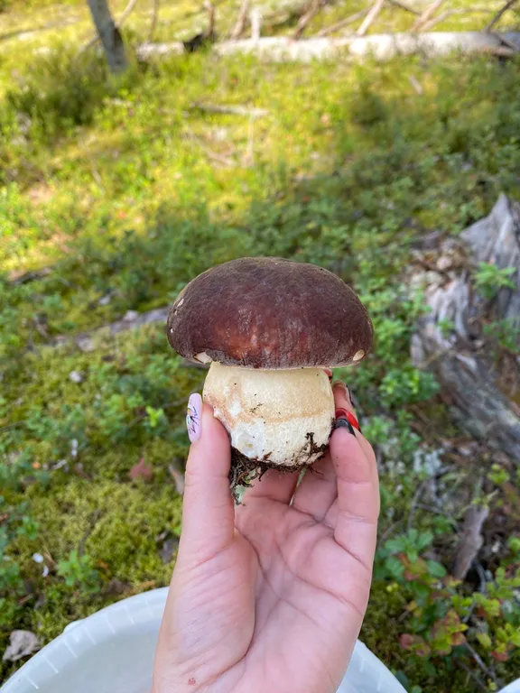 Дом прямо на берегу Беломоро-Балтийского канала "Дикая клюква"