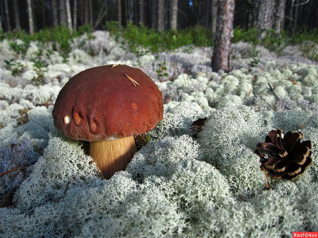 Коттедж 3-комнатный Дом — Маслозеро