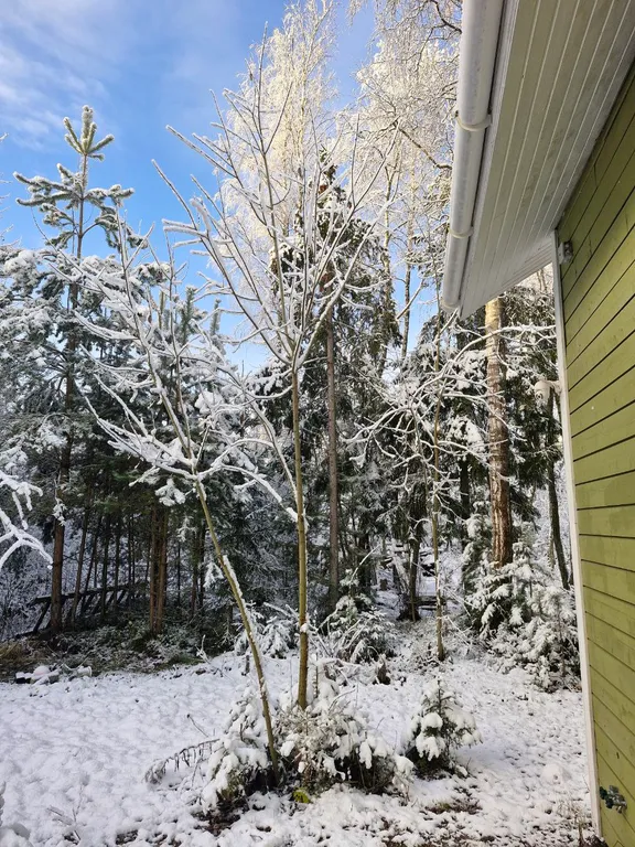 Дом для уединения в лесу и шумных вечеринок