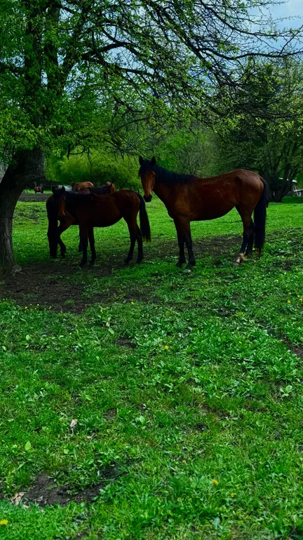 Отдых в горах А-Ферма Хаджох