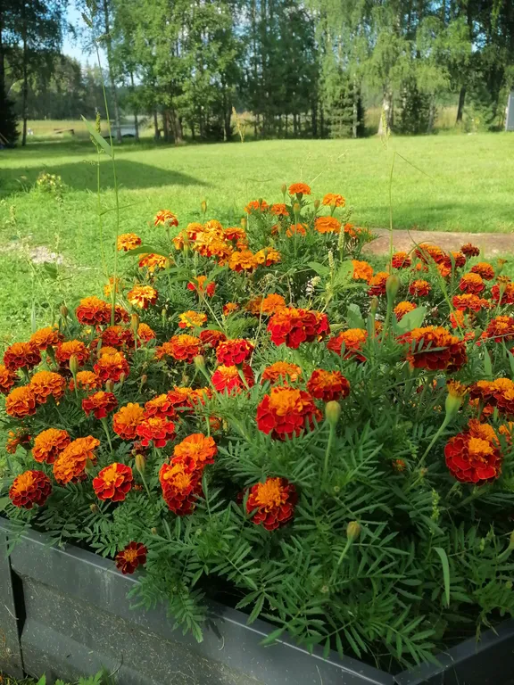 Дом на берегу реки Вуоксы