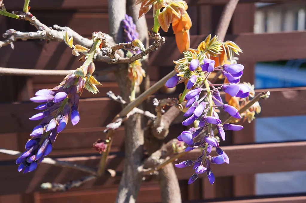 Квартира с 2-мя спальнями Krit