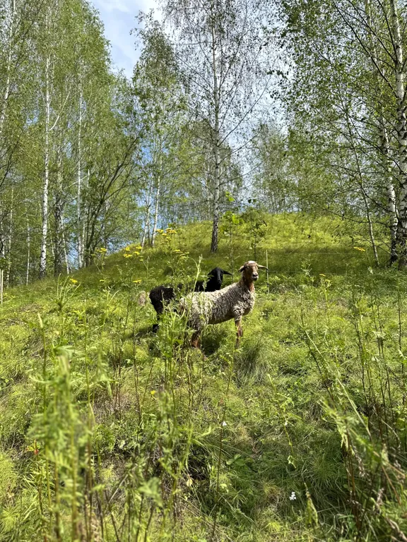 Эко-дом Релакс с чаном Фурако