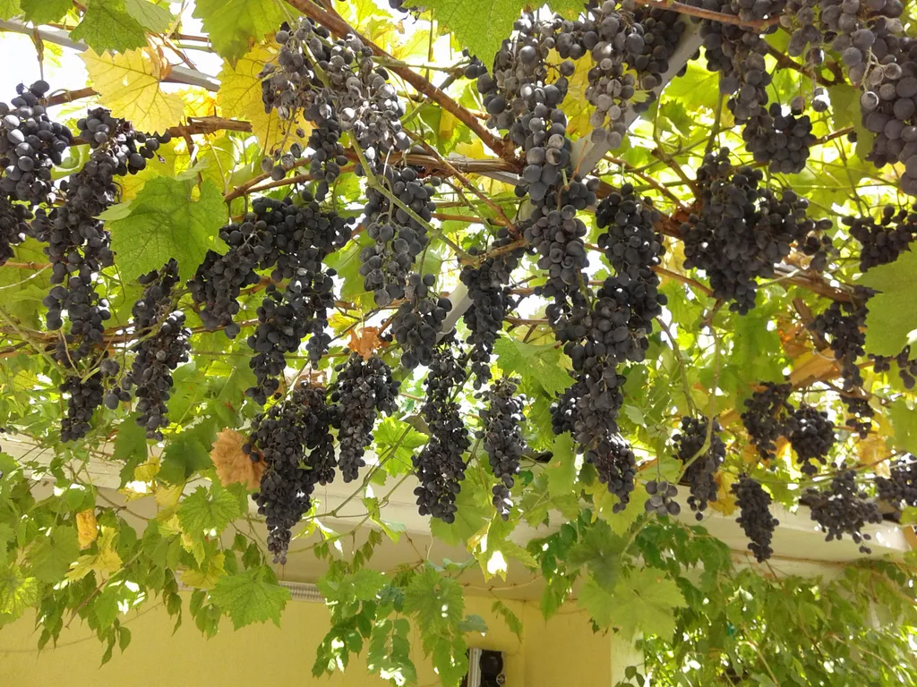 Отдых в Евпатории, в частном секторе