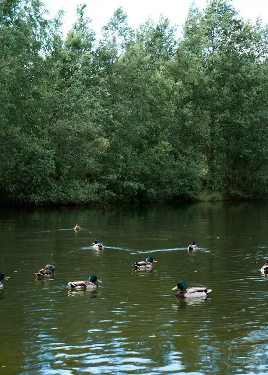 Дом Лахта с  баней на дровах