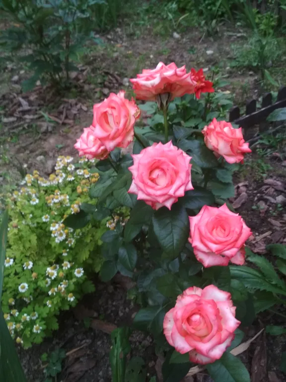 Дом с сауной Вишневый сад