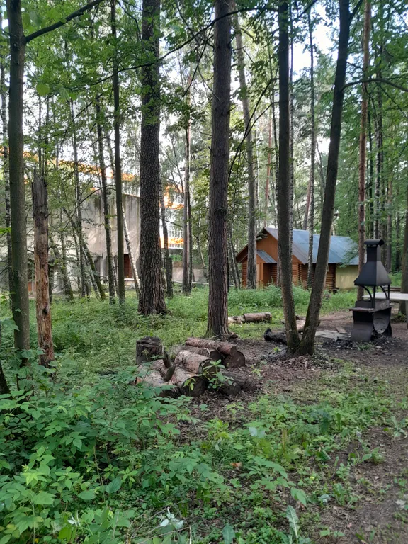 Студия в сосновом бору