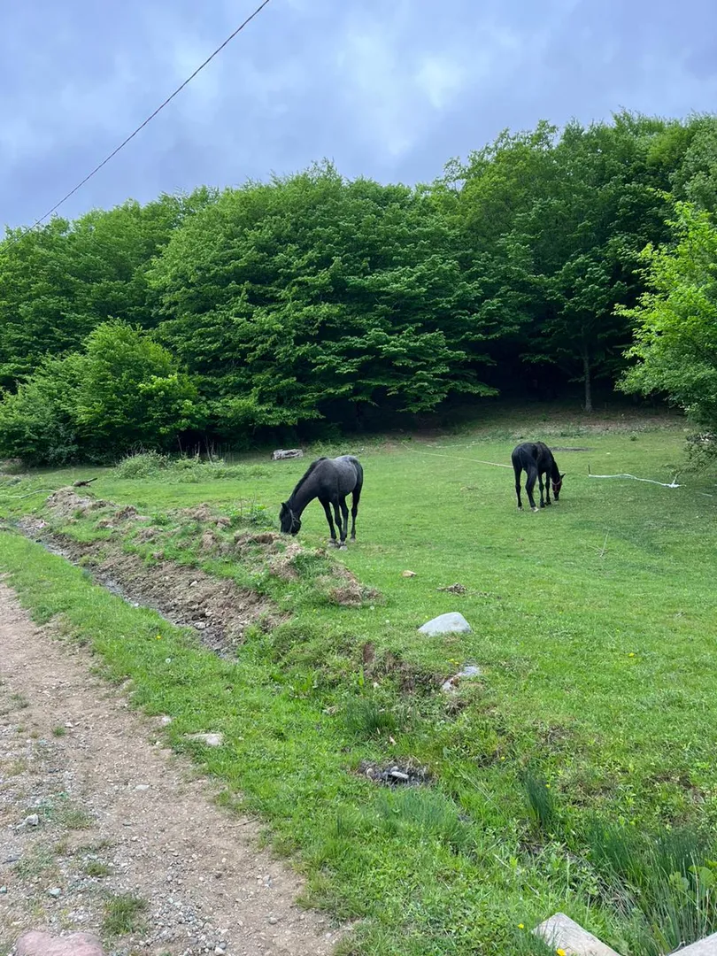 Поле напротив дома Поле напротив дома