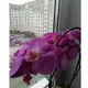 Наташа