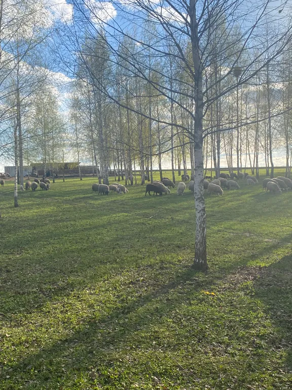 Коттедж Коттедж с баней на дровах и Сибирский чан — Кашира