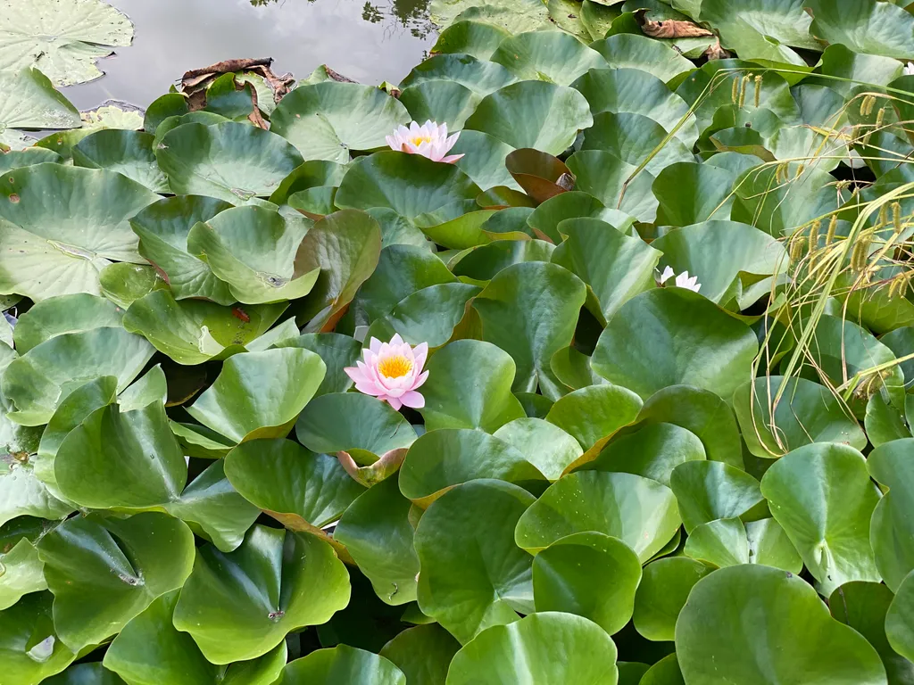 4-комнатный Дом