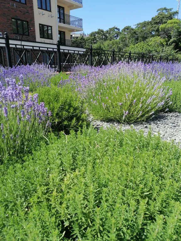 Апартаменты Аврора