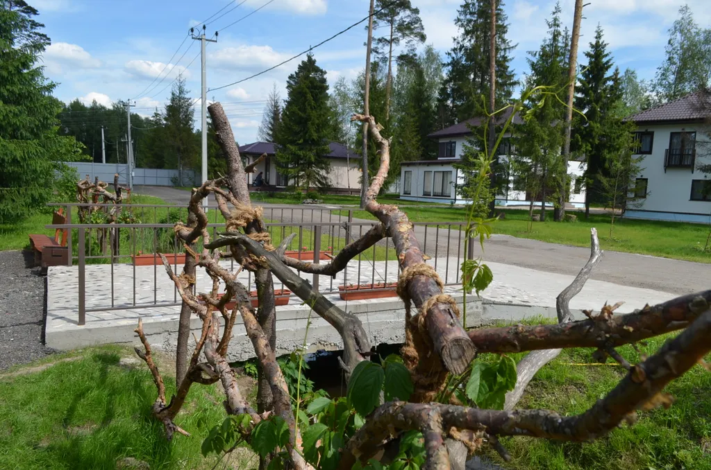 Шале в лесу