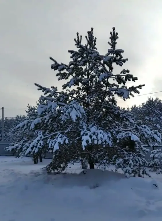 Лесной домик