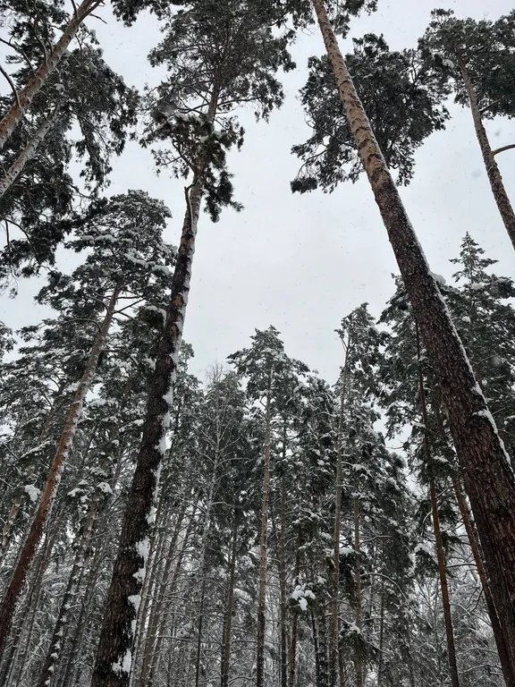 Гостевая часть дома в сосновом бору у реки