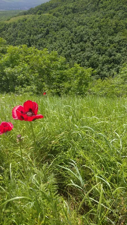 Дом под горами Бештау и Острая
