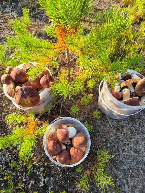 Коттедж Дом с видом на озеро — Крошнозеро