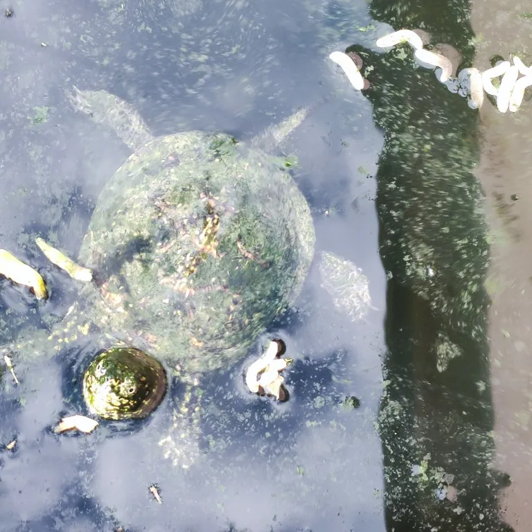 Уютный коттедж с бассейном с морской водой