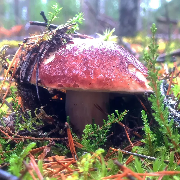 Дом у озера Мстижа