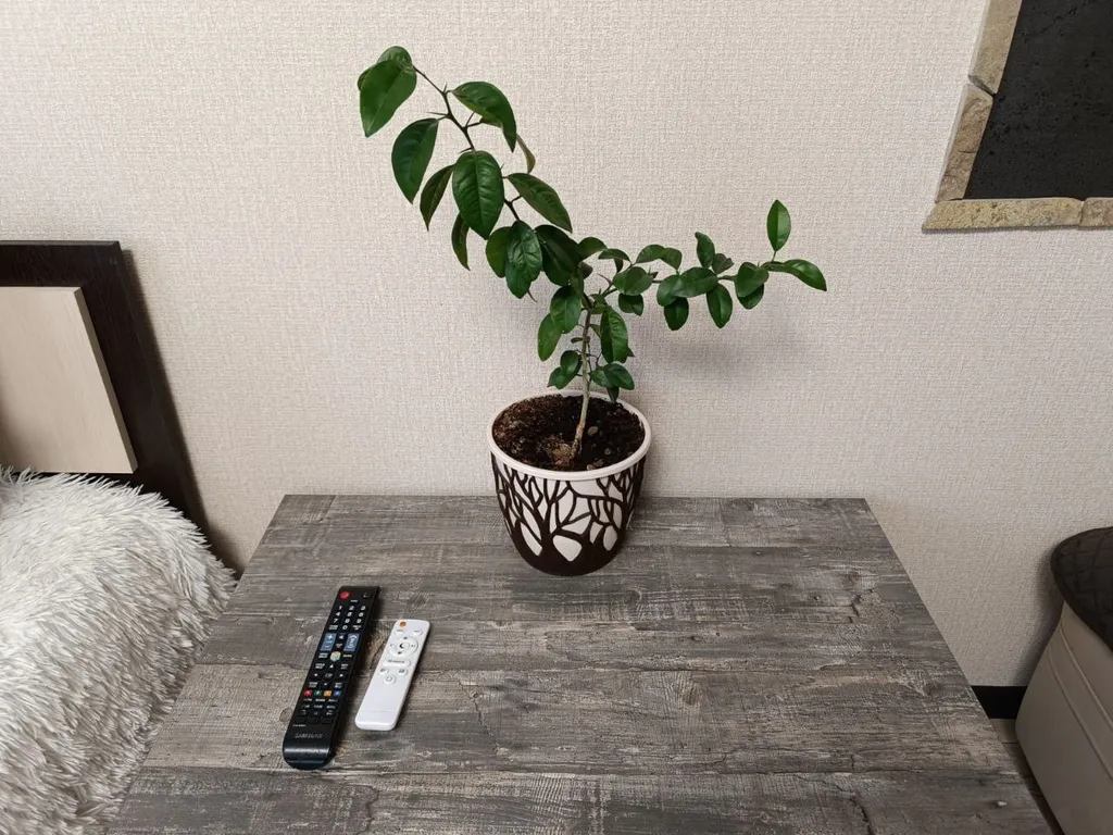 Квартира Квартира Студия в Преображенском — Красноярск