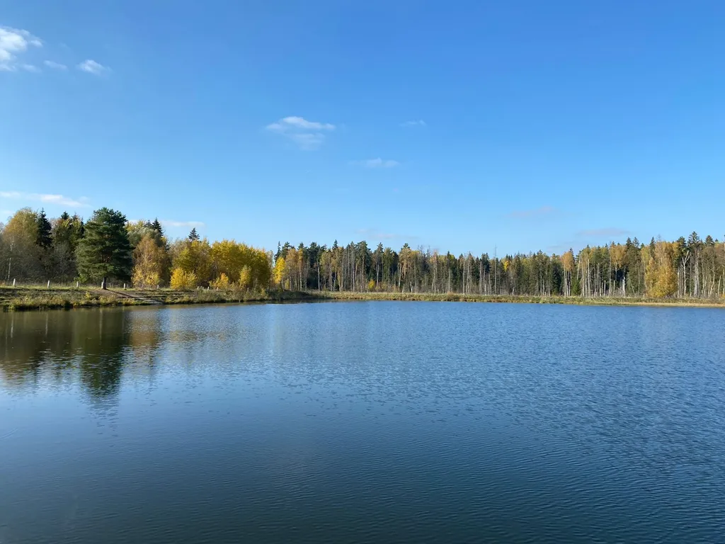 Терем в лесу