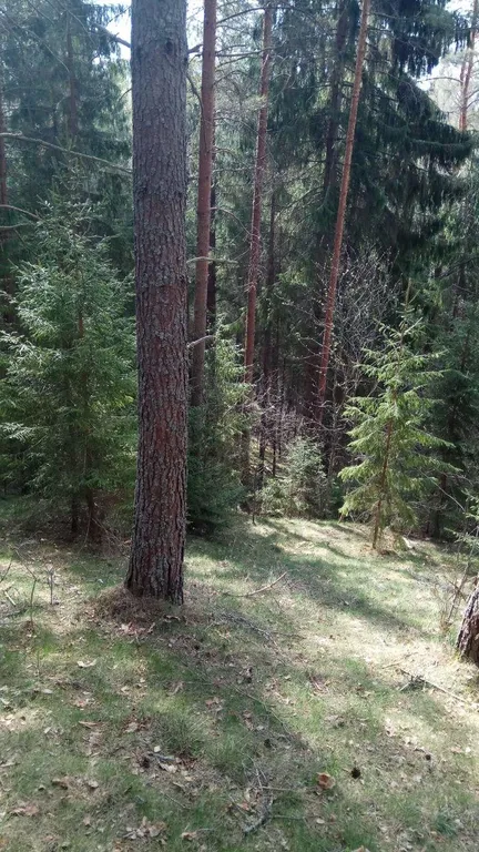 Коттедж Коттеджи у озера — Луга