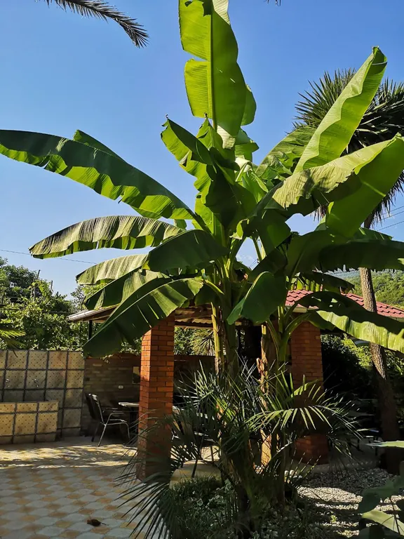 Коттедж 1-комнатный Дом — Гагра