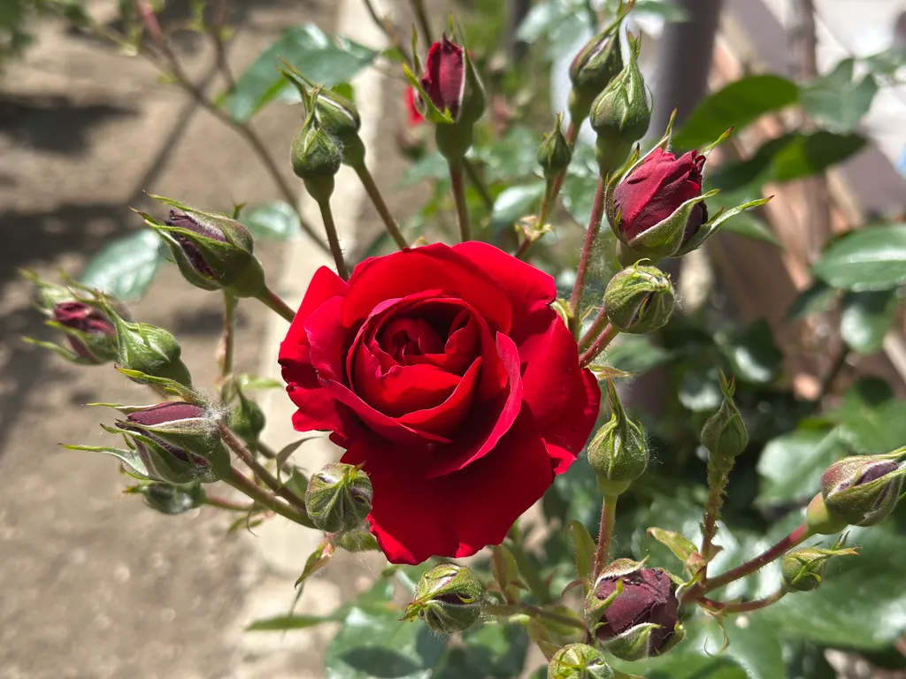 Апартаменты для семейной пары