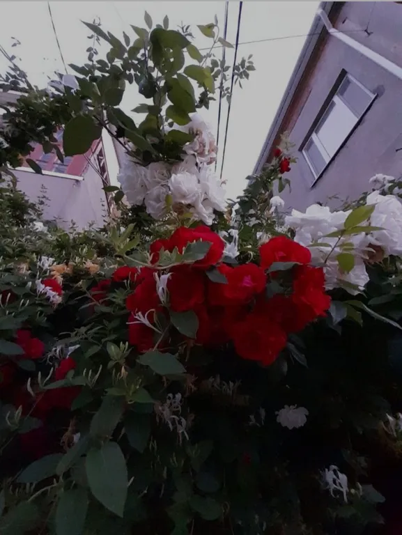 Квартира с красивой беседкой у моря