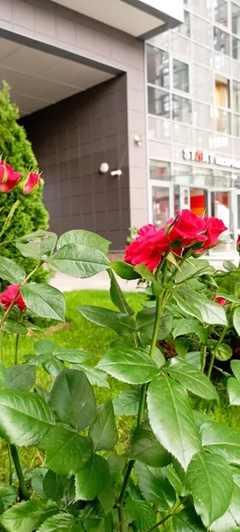 Квартира 1-комнатная Квартира — Санкт-Петербург