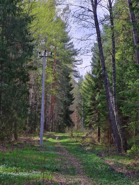Коттедж Коттеджи у озера — Луга