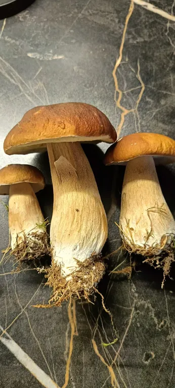 Уютный гостевой дом в сердце Карелии рядом с Ладожскими шхерами