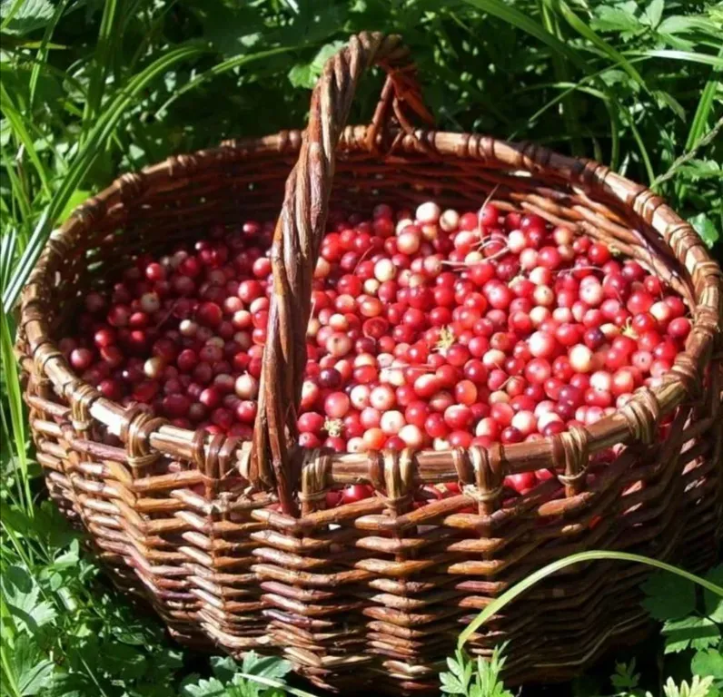 4-комнатный Дом