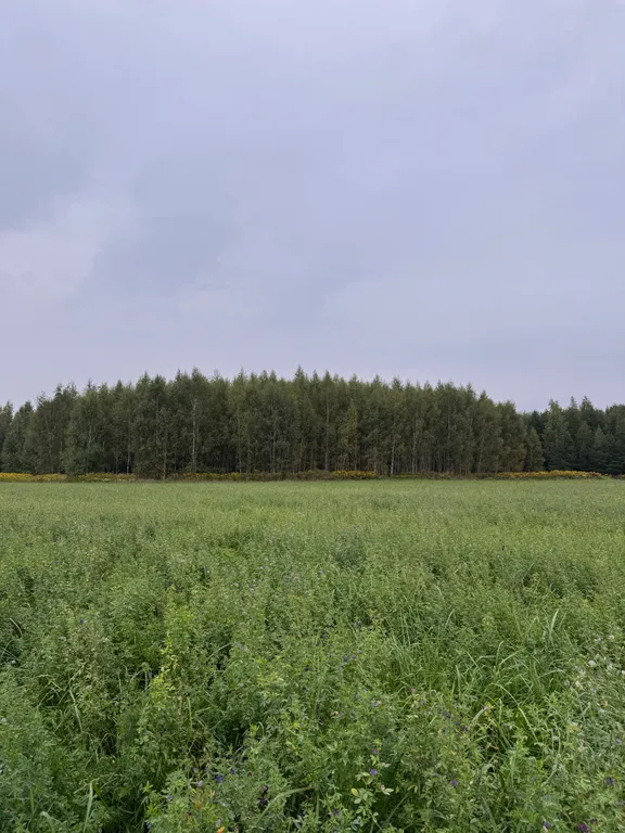 Домик с видом на лес