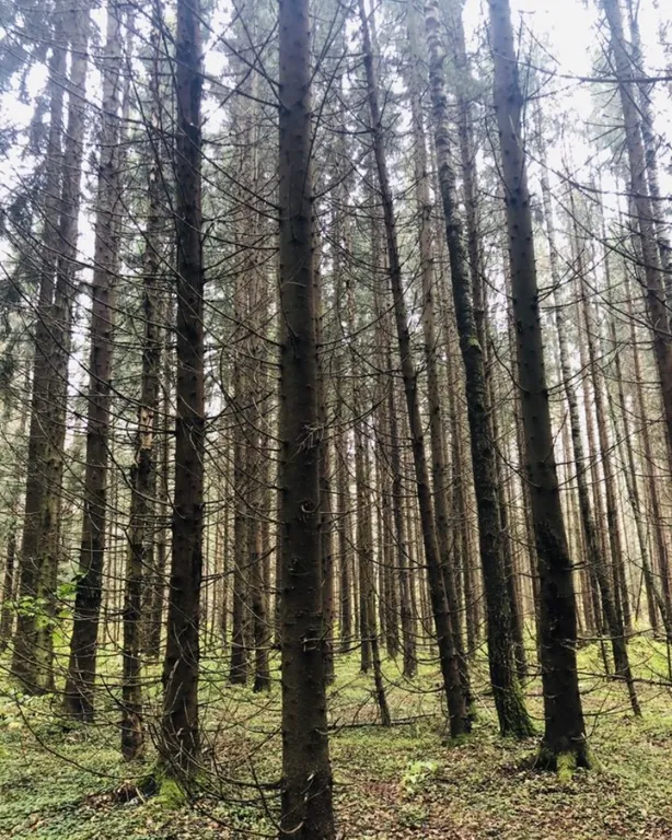 Домик в лесу с баней