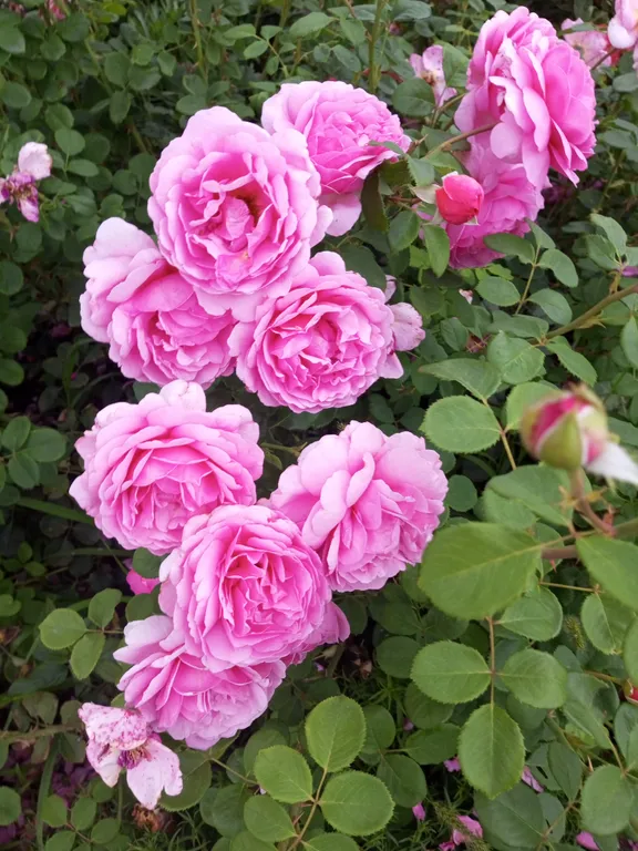 Уютная дача посуточно для семейного отдыха, ночлега